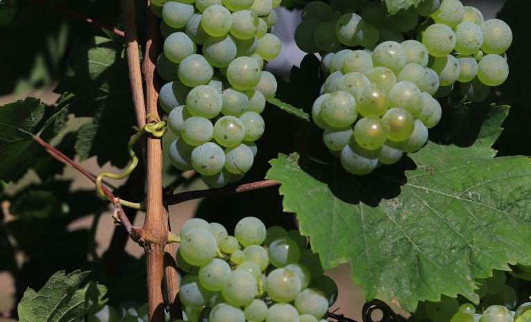 La Clairette de Die : du fût à la bouteille… Entre héritage, crises et renouveau
